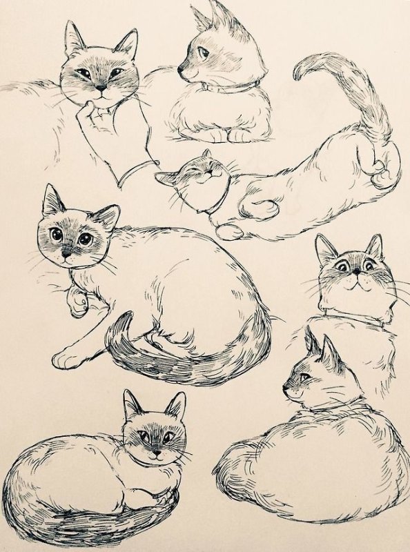 Кошка скетч