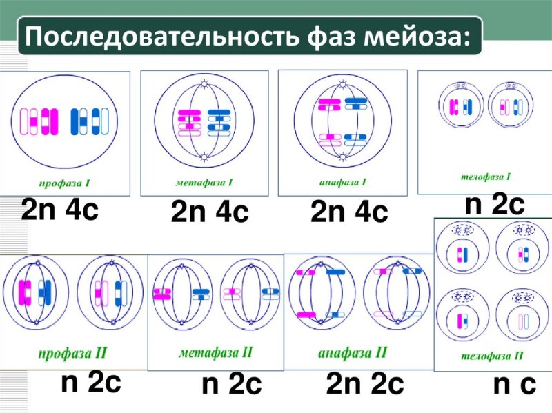 Мейоз картинки по фазам