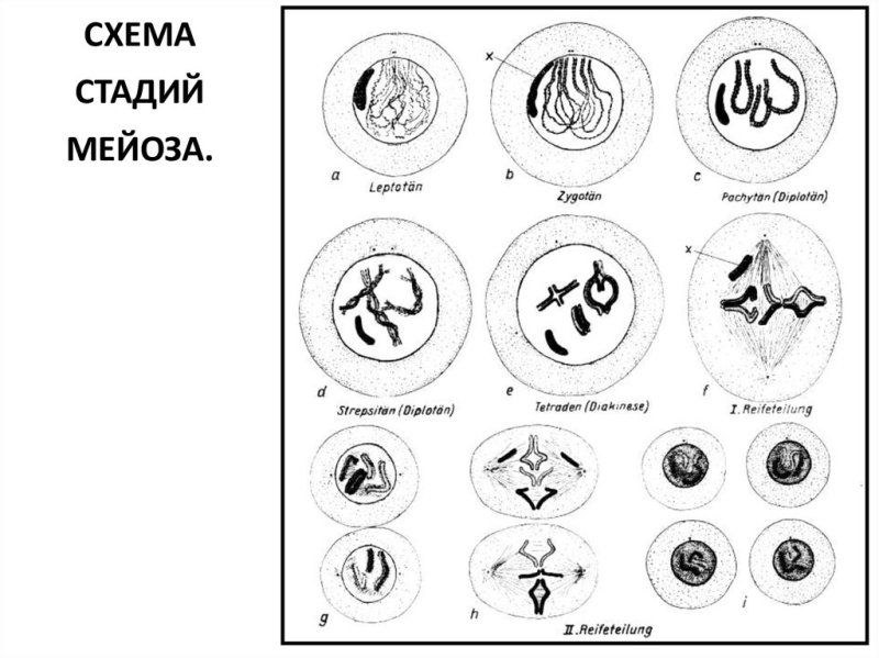Фазы мейоза схема