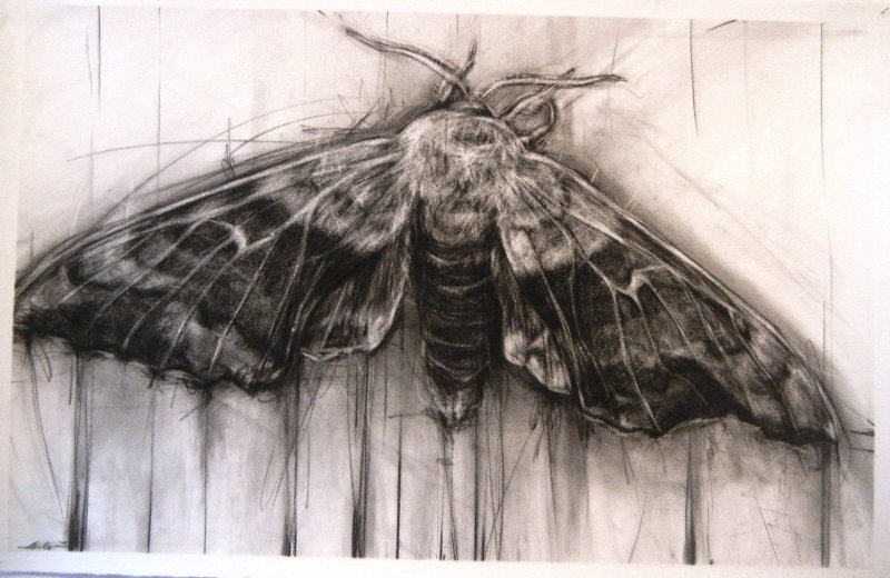 Мотылек Moth Art