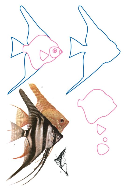 Раскраска Скалярия