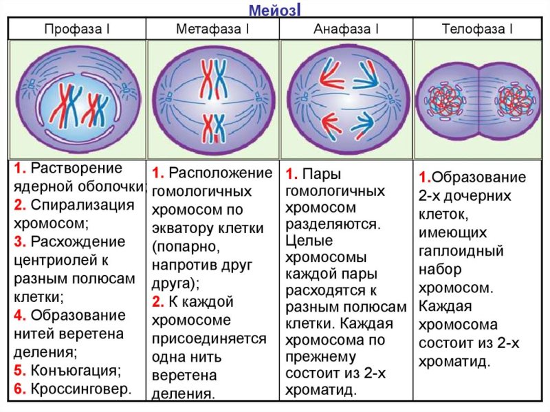 Метафаза 1 деления мейоза