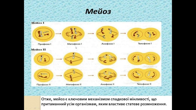 Схемы фаз митоза и мейоза