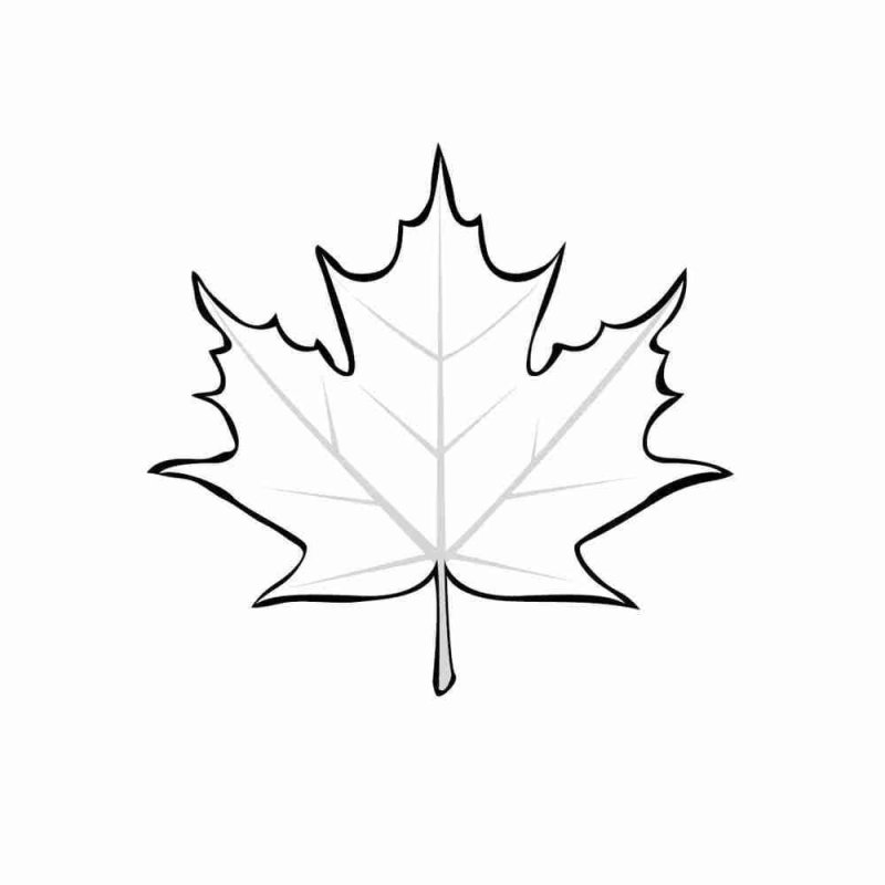кленовые листья раскраска