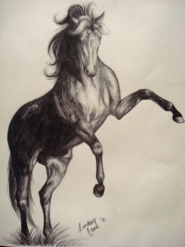 Лошадь рисунок