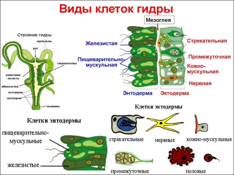 Клеточное строение гидры строение и функции клеток тела гидры