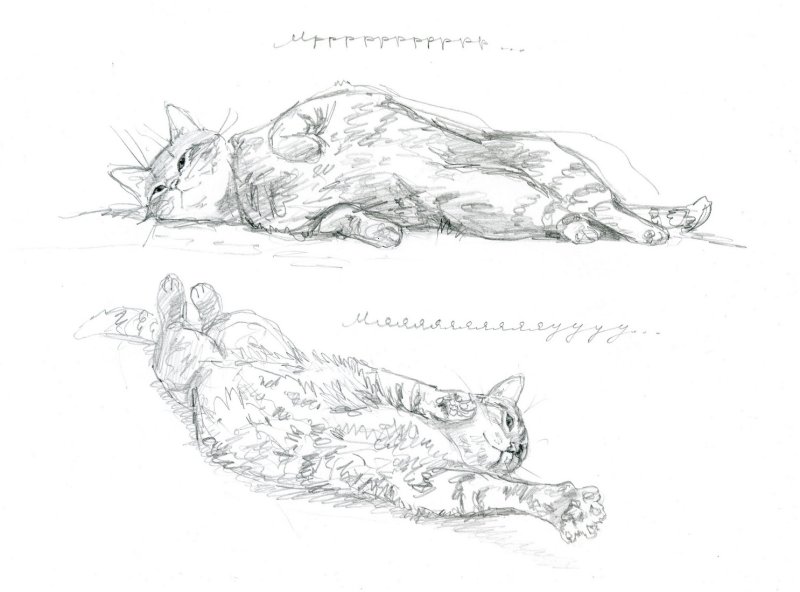 Кот лежит рисунок карандашом