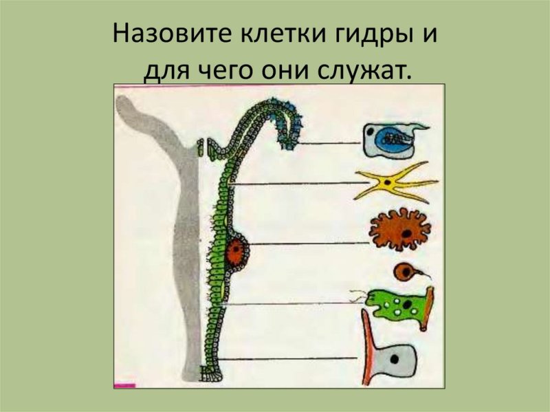 Строение клеток гидры