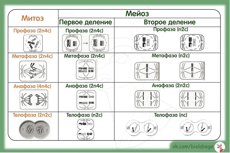 Фазы митоза и мейоза ЕГЭ
