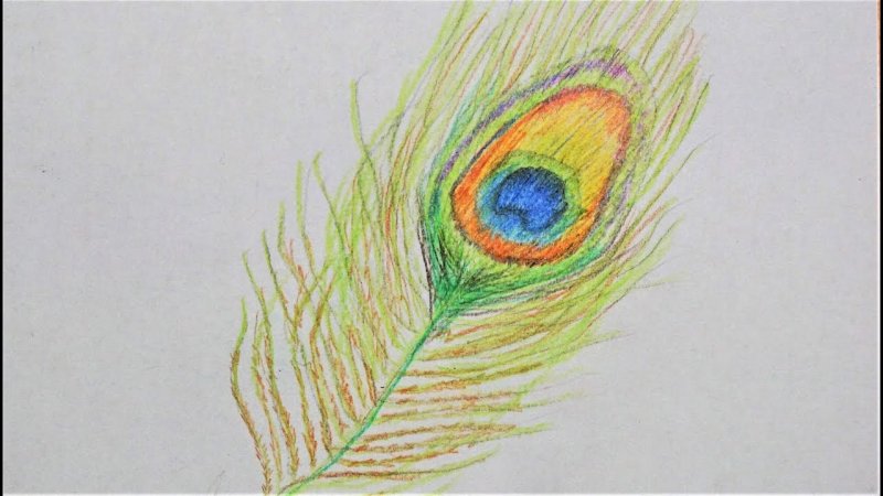 Рисование перо Жар птицы