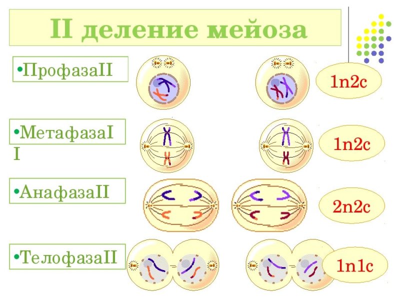 Телофаза мейоза 2