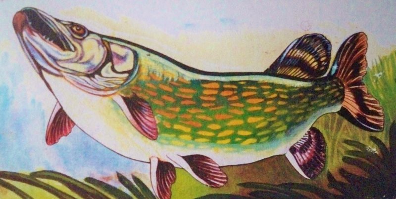 рисунки щуки