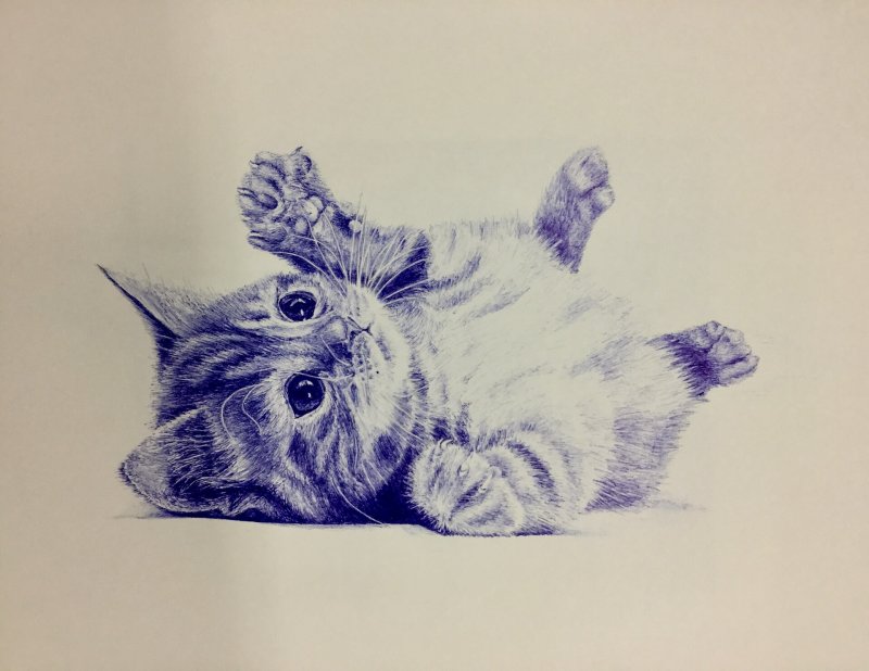 Кошка рисунок карандашом