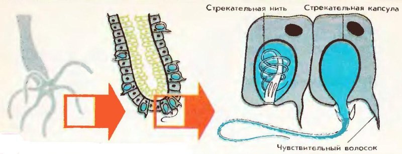 Строение стрекательной клетки гидры