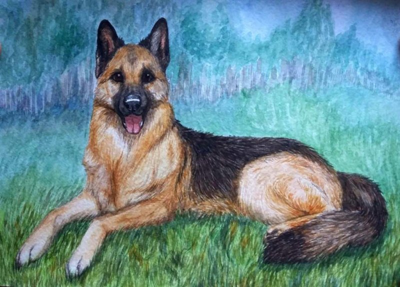 Овчарка рисунок