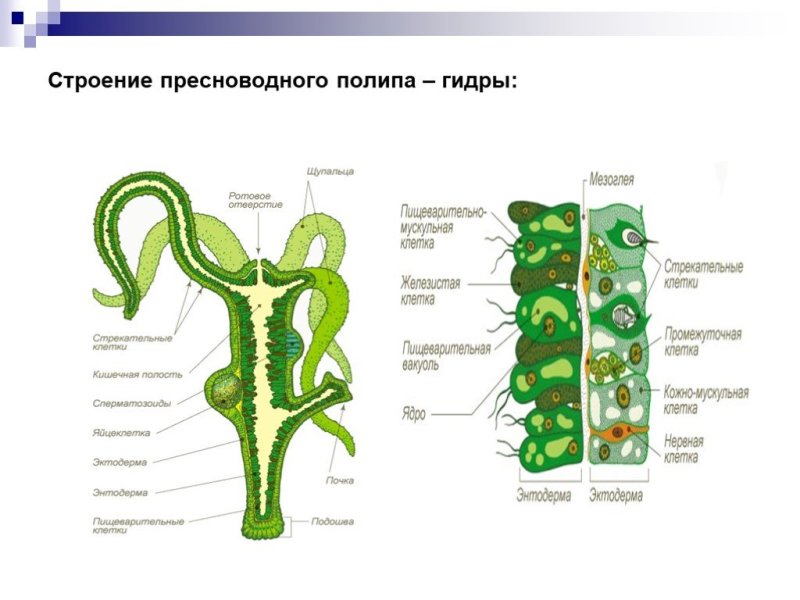Внешнее строение пресноводной гидры