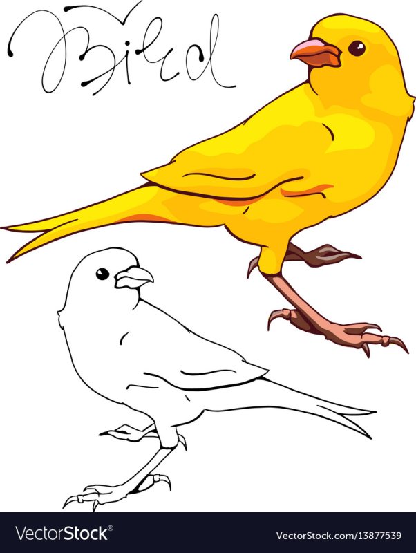 Канарейка рисунок