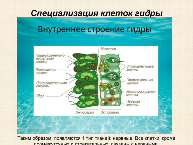 Гидра Пресноводная строение