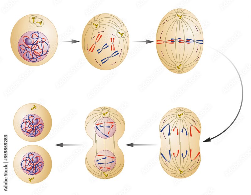 Деление митоза