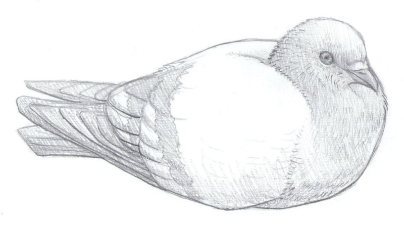 Голубь рисунок карандашом