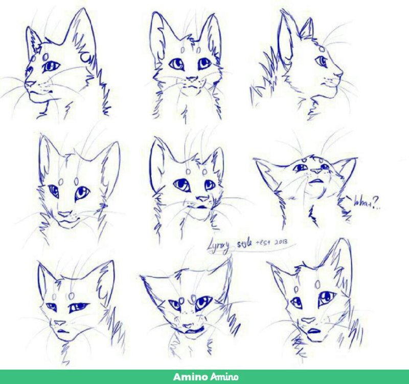 Референс коты Воители головы