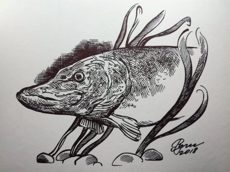 Щука рисунок