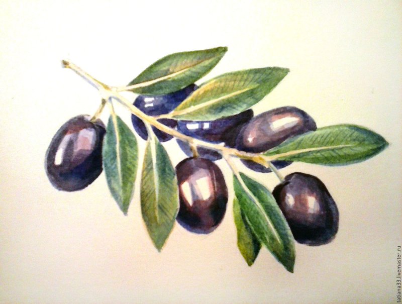 Маслины живопись