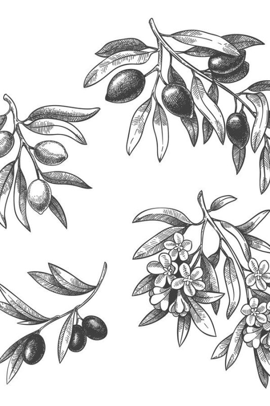 оливковая ветвь эскиз