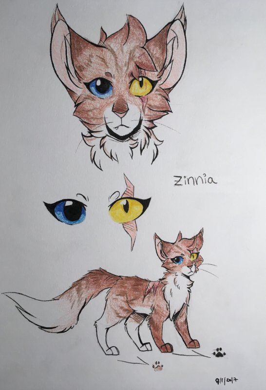 Коты Воители для срисовки