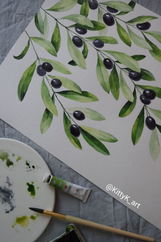 Маслины рисунок