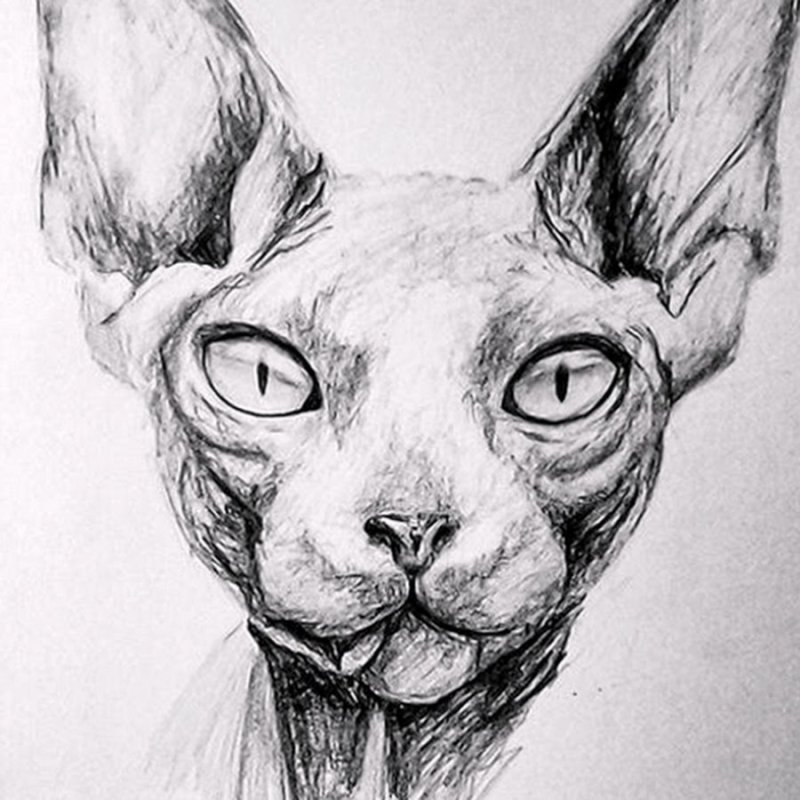 Сфинкс кошка рисунок карандашом