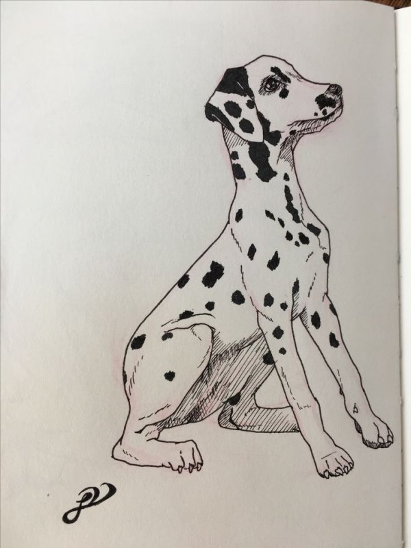 Далматинец рисунок