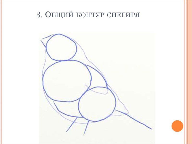Поэтапное рисование снегиря для дошкольников