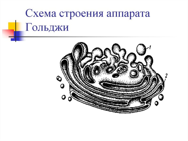 Аппарат Гольджи рисунок органоида