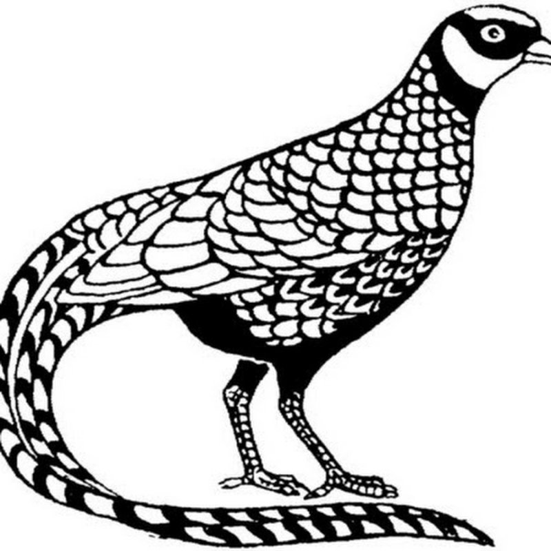 Фазан раскраска