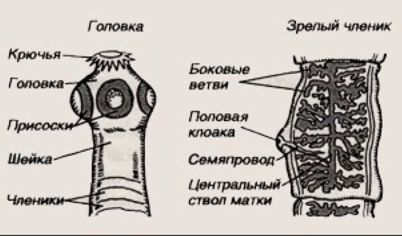 Строение сколекса бычьего цепня