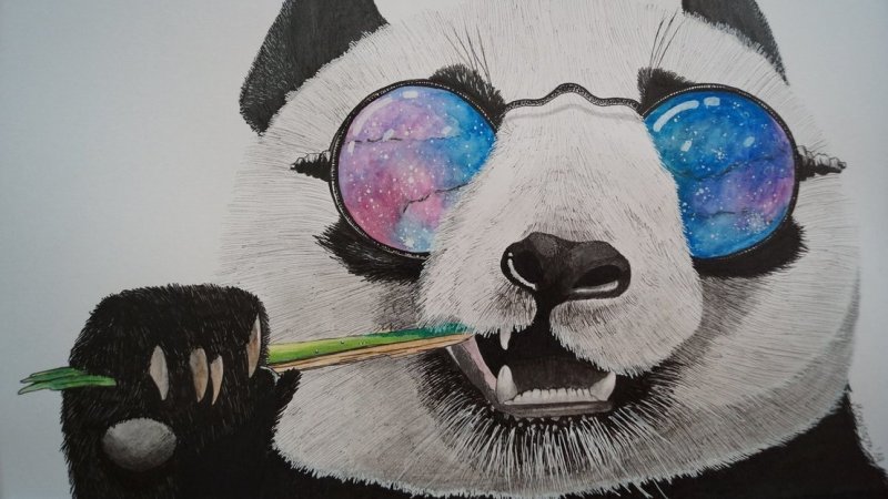 Панда в очках