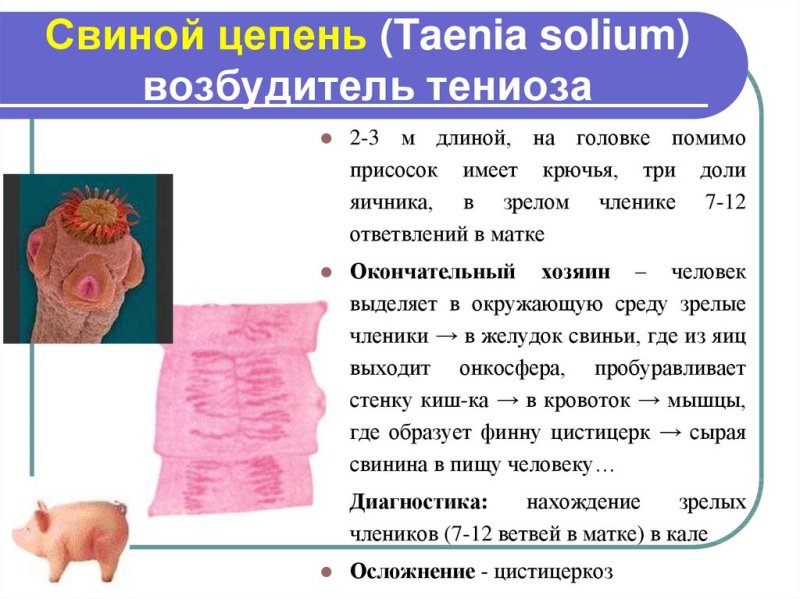 Характерные признаки свиного цепня