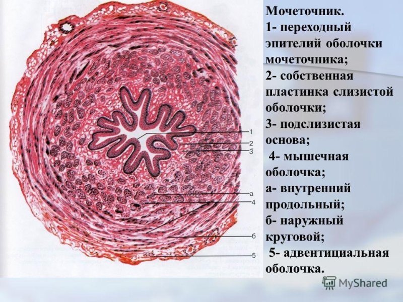 Мочеточник гистологический препарат