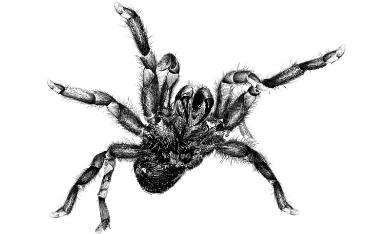 пауки тарантул