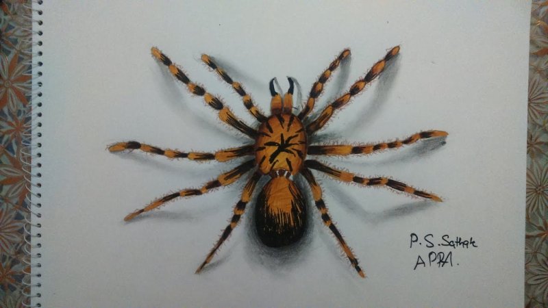 паук птицеед рисунок