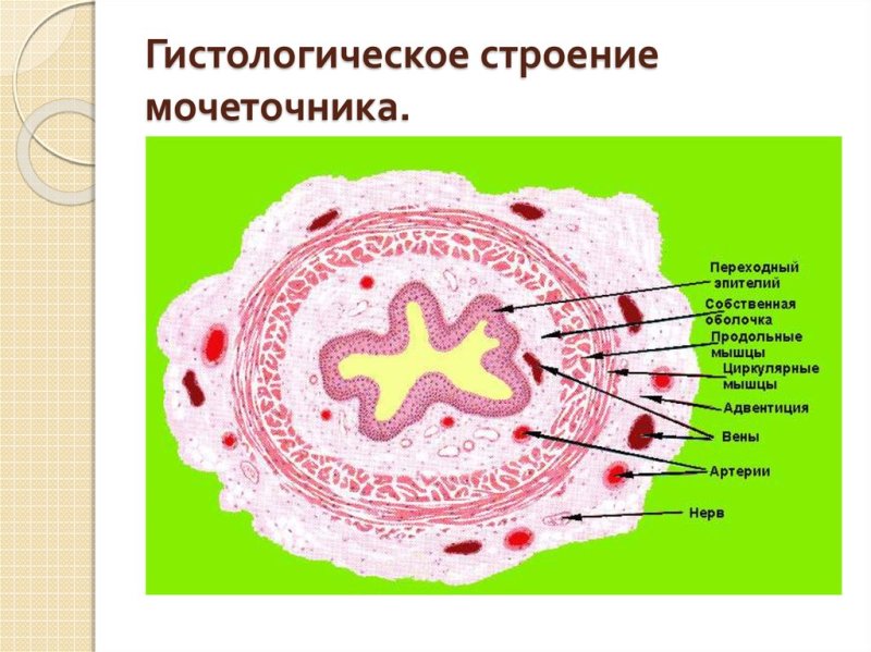 Оболочки мочеточника гистология