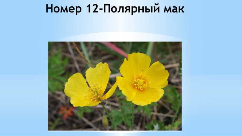Рассказ про Полярный Мак