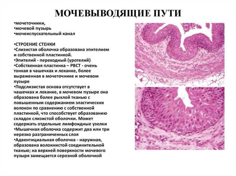 Строение слизистой оболочки мочевого пузыря