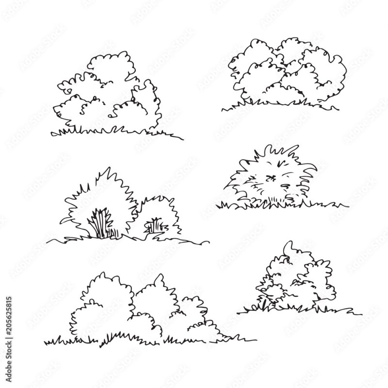 Куст карандашом