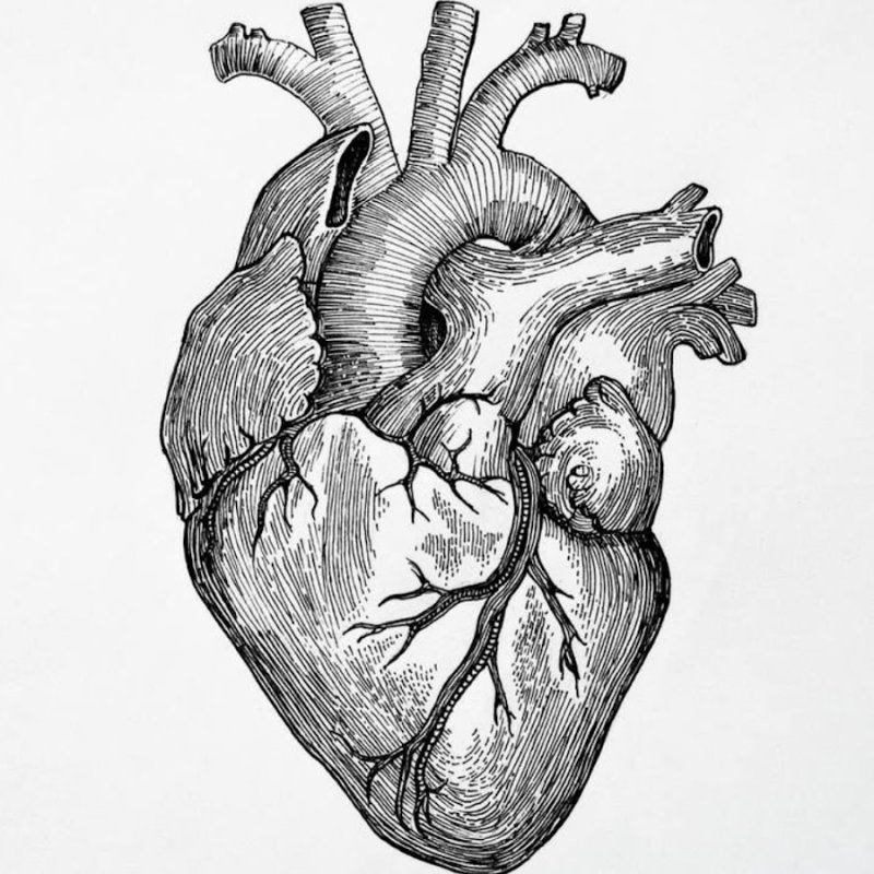 Сердце эскиз