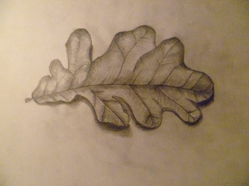 Рисование Дубового листа