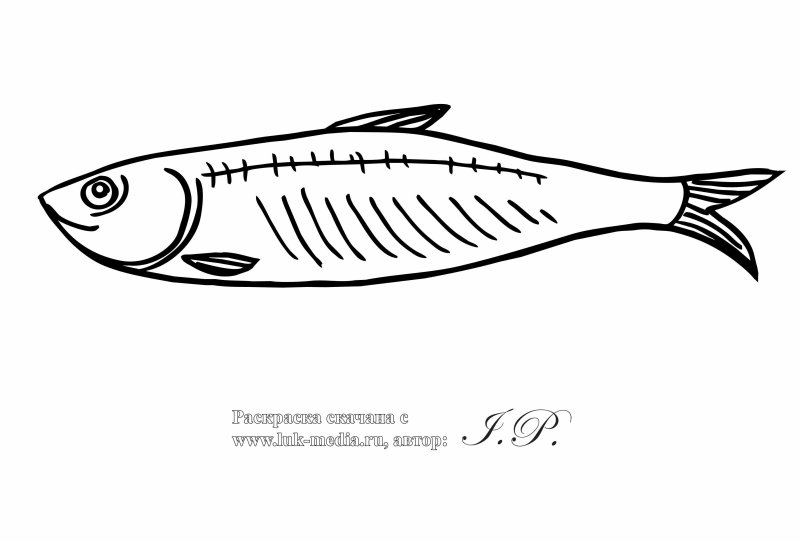 Сельдь рисунок