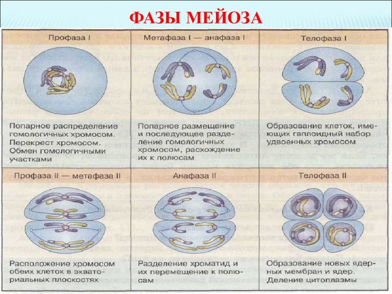 Фазы мейоза 1