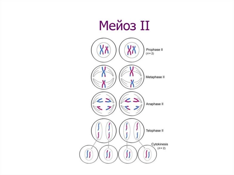 Стадии мейоза 2